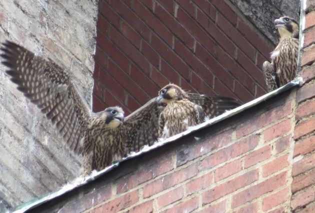 Three peregrine youngsters at the Third Ave nest opening, 4 June 2016 (photo by Lori Maggio)