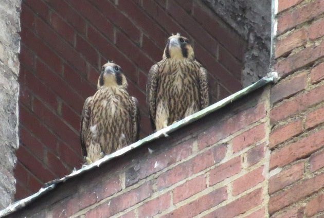 Remaining two peregrine nestlings at the Third Ave nest, 6 June 2016 (photo by Lori Maggio)