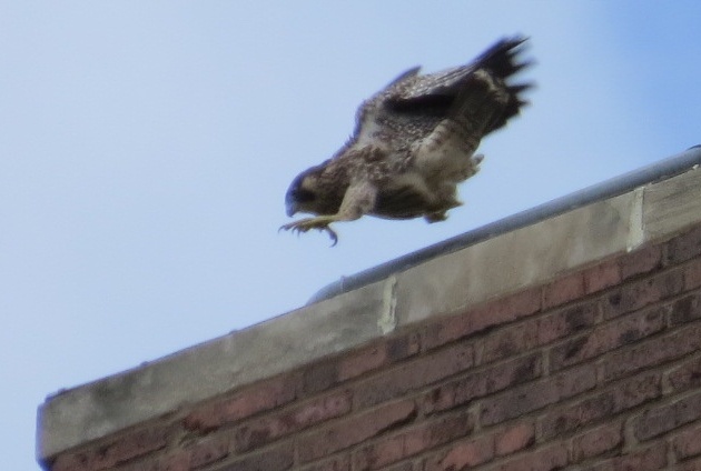 Peregrine fledgling practices flying short distances on the rescue porch edge (photo by Lori Maggio)