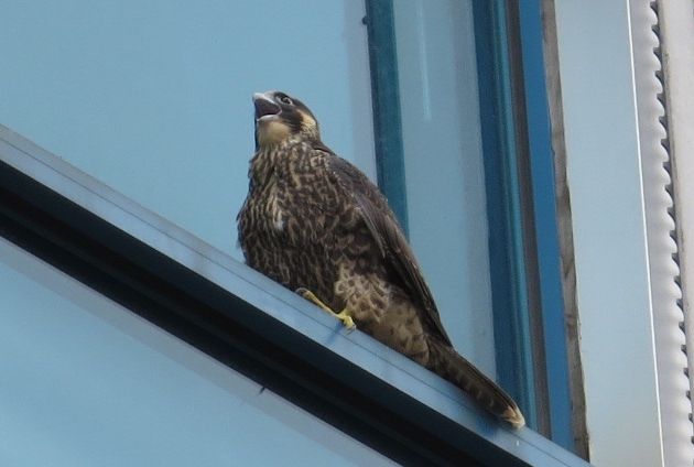 Peregrine fledgling whining at 309 Smithfield St, 8 June 2016 (photo by Lori Maggio)