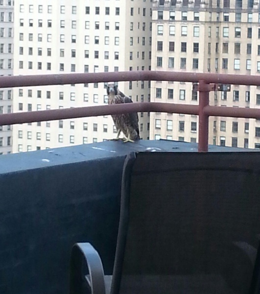 Immature peregrine in Downtown Pittsburgh, Lawrence Hall, 10 June 2016 (photo by Amanda McGuire)