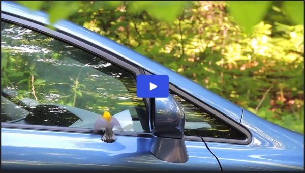 Protonotary warbler "stuck in a car mirror" (screenshot from video by waterwarbler on Flickr)