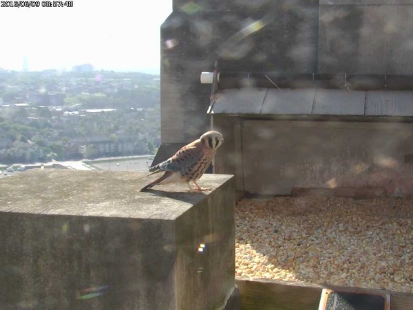 American kestrel at the Gulf Tower nest site (photo from the National Aviary falconcam at Gulf Tower)