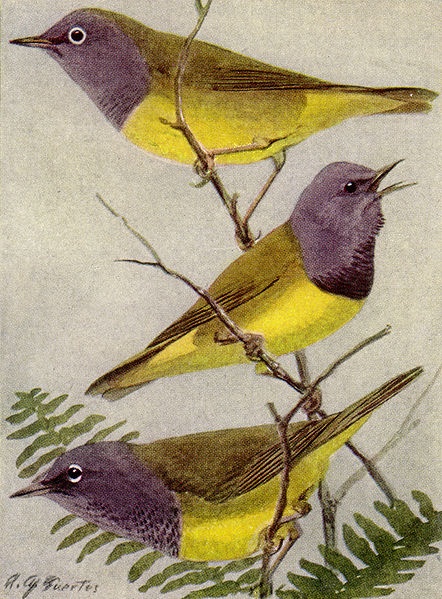Connecticut, Mourning and MacGillivray's warblers (illustration by Louis Aggasiz Fuertes in National Geographic, public domain from Wikimedia Commons)