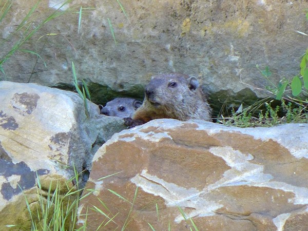Groundhog family in the wall on the Lower Trail, Schenley Park, 13 June 2016 (photo by Kate St. John)