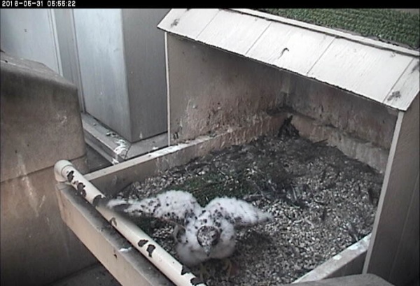 Peregrine chick, C1, at 32 days old, 31 May 2016 (photo from the National Aviary falconcam at Univ of Pittsburgh)