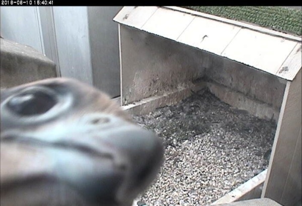 Pitt peregrine youngster, C1, inspects the snapshot camera (photo from the National Aviary snapshot camera at Univ of Pittsburgh)