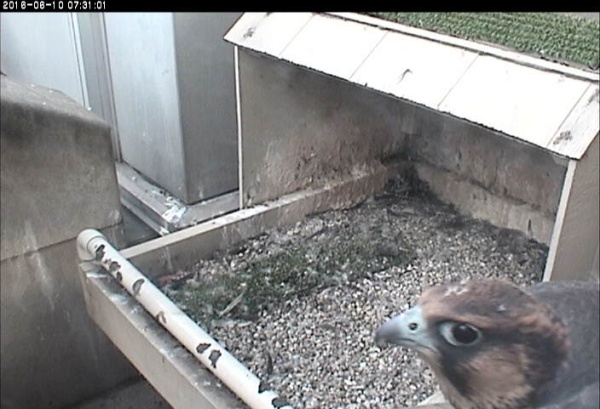 Peregrine chick C1 bgins to ledge walk, 10 June 2016 (photo from the National Aviary falconcam at Univ of Pittsburgh)