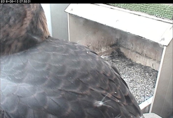 Peregrine chick C1 on her way to the nestrail, 10 June 2016 (photo from the National Aviary falconcam at Univ of Pittsburgh)