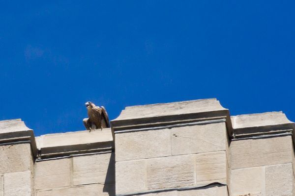 Closeup of C1 on west face of Cathedral of Learning (photo by Peter Bell)