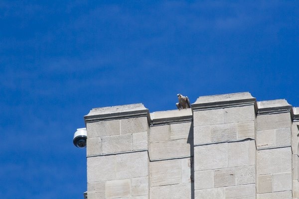 She fledged! Pitt peregrine fledgling, C1, on the west face of the Cathedral of Learning, 25 floors up, 14 June 2016 (photo by Peter Bell)