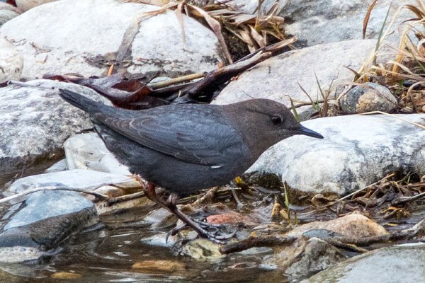 American dipper (photo from Wikimedia Commons)
