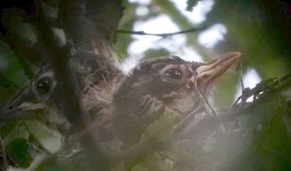 Closeup of baby robins in a nest, 9 Jul 2016 (photo by Kate St. John)
