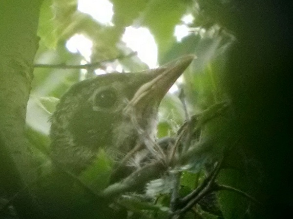 One baby robin, partially obscured by leaves (photo by Kate St. John)