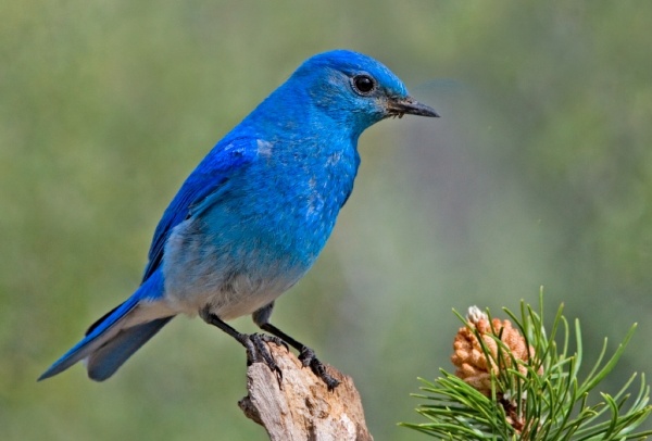 Mountain bluebird (photo by Elaine R. Wilson via Wikimedia Commons)