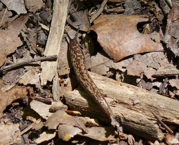Slug on the Laurel Highlands Hiking Trail, 10 Jul 2016. Not at me home, but you get the idea (photo by Kate St. John)