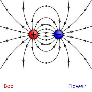 Positive and negative electric fields: bee and flower (image from Wikimedia Commons)