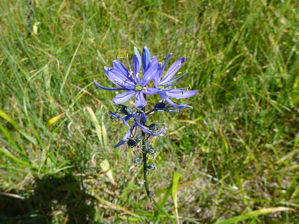Camas flower, McGee Meadow, Glacier National Park, June 2016 (photo by Kate St.John)