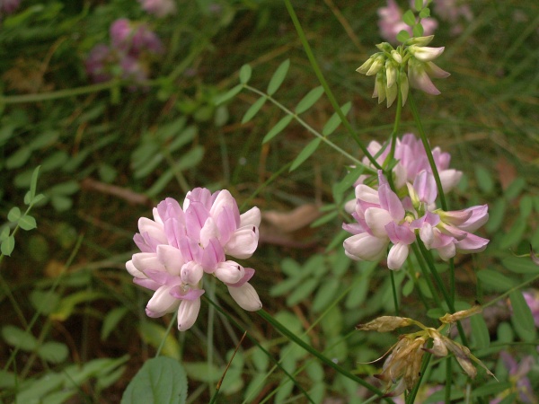 Crown Vetch (photo by Christopher Bailey via Wikimedia Commons) 