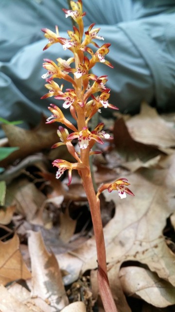 Striped or summer coralroot (photo by Dianne Machesney)