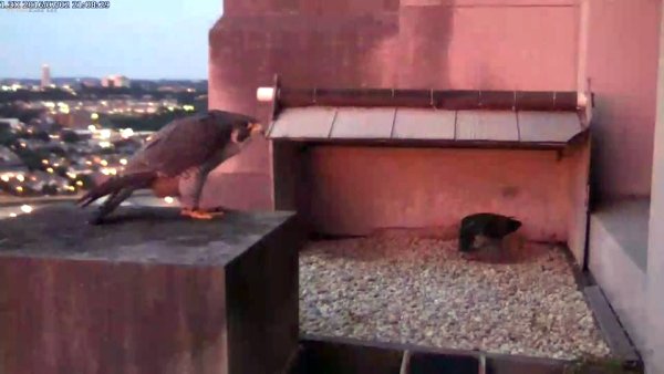 The Downtown peregrine pair, Dori and Louie, bow at sunset, 2 July 2016 (photo from the National Aviary falconcam at Gulf Tower)