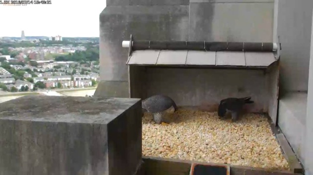 Dori and Louie bow at the Gulf Tower nest, 14 July 2016, 3:48pm (photo from the national Aviary falconcam at Gulf Tower)