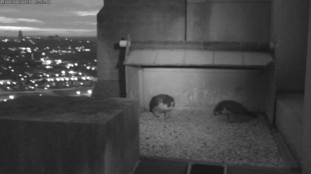 Dori and Louie bow at the Gulf Tower nest before dawn, 30 July 2016 (photo from the National Aviary falconcam at Gulf Tower)