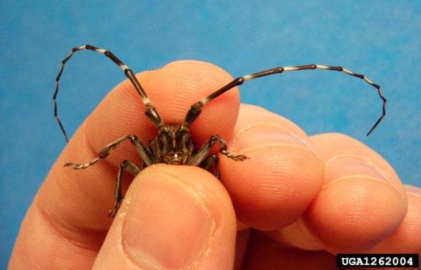 Adult Asian longhorned beetle in someone's hand (photo by Michael Bohne, Bugwood.org)