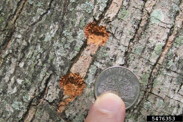 Two egg niches drilled by Asian longhorned beetles (photo by Joe Boggs, Ohio State University, Bugwood.org)