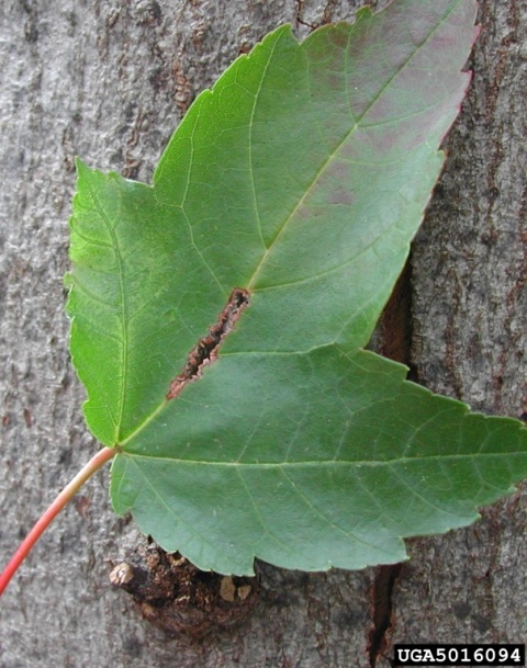 Leaf damage from Asian longhorned beetle (photo byPennsylvania Department of Conservation and Natural Resources - Forestry , Bugwood.org)