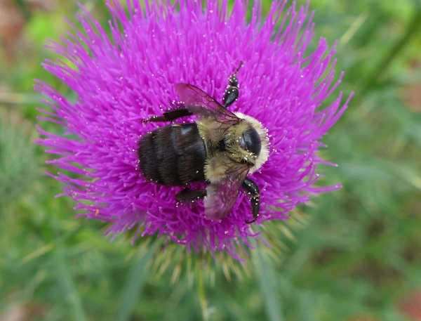 Bumblebee on thistle with pollen grains (photo by Kate St. John)