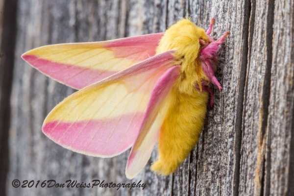 Rosy maple moth (photo by Don Weiss)