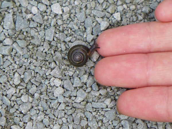 Tiny land snail, Nine Mile Run Trail, 31 July 2016 (photo by Kate St. John)