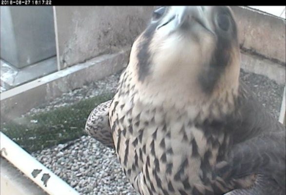 C1 visits the nest, 27 June 2016 (photo from the National Aviary falconcam at Univ of Pittsburgh)