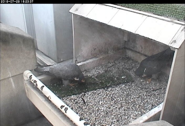 Tezro and Hope bow at the Pitt peregrine nest, 29 July 2016 (photo from the National Aviary falconcam at Univ of Pittsburgh)