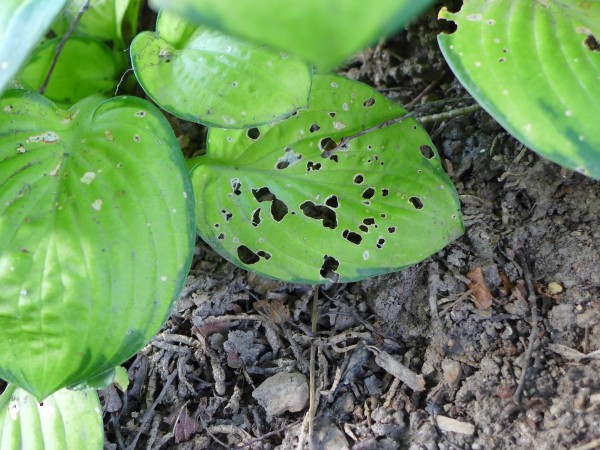 Hosta leaves eaten by slugs (photo by Kate St. John)