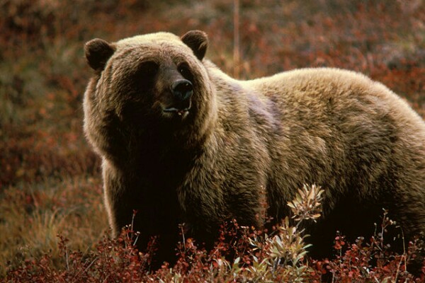 Grizzly bear (photo from Wikimedia Commons)