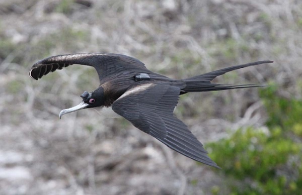 Great frigatebird carrying sleep monitoring equipment (photo by Bryson Voiron from Nature Communications article)