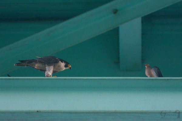 Peregrine falcon, Hope, confronts a mourning dove at the Tarentum Bridge, 27 Aug 2016 (photo by Steve Gosser)