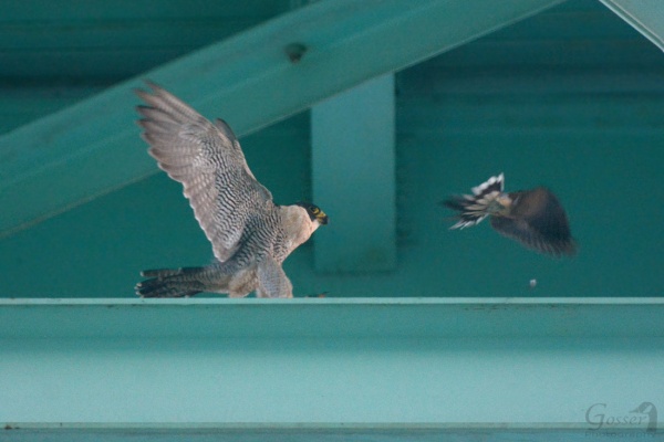 Peregrine falcon Hope stirs up a watchful mourning dove at the Tarentum Bridge, 27 Aug 2016 (photo by Steve Gosser)