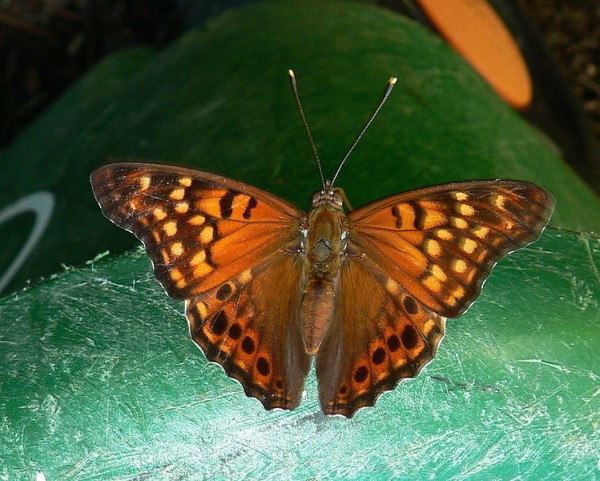 Tawny emperor butterfly (photo from Wikimedia Commons)