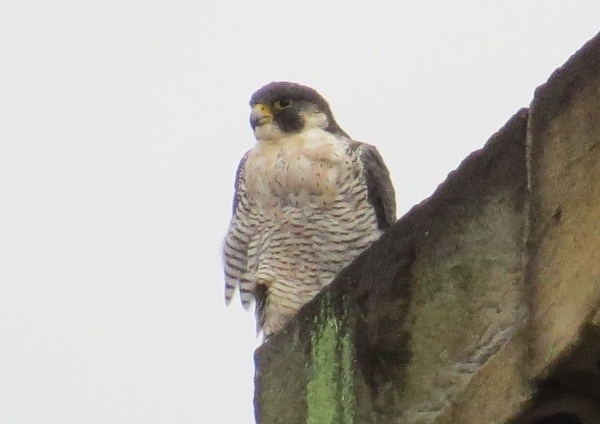 Peregrine at the Times Building, 15 Aug 2016 (photo by Lori Maggio)
