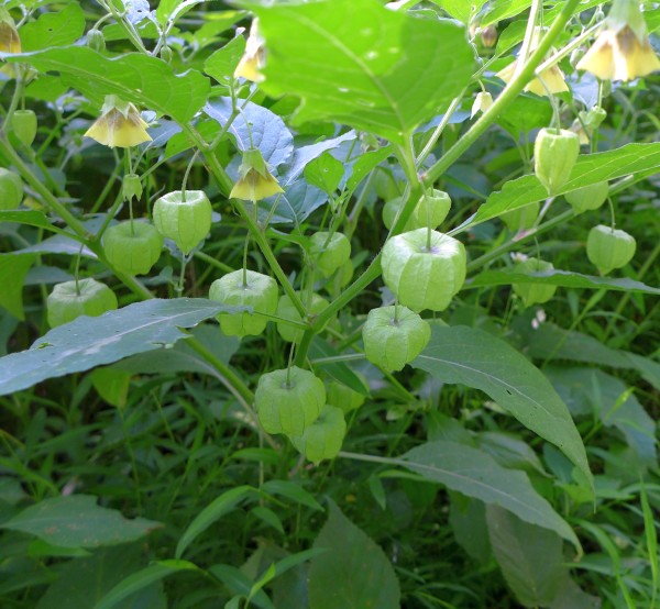 Smooth ground cherry plant (photo by Kate St. John)