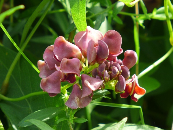 American Groundnut flowers, August 2014 (photo by Kate St. John)
