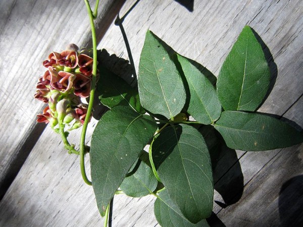 Flower and leaves of American groundnut (photo from Wikimedia Commons)