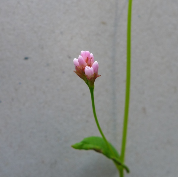 Arrowleaf tearthumb, flower (photo by Kate St. John)