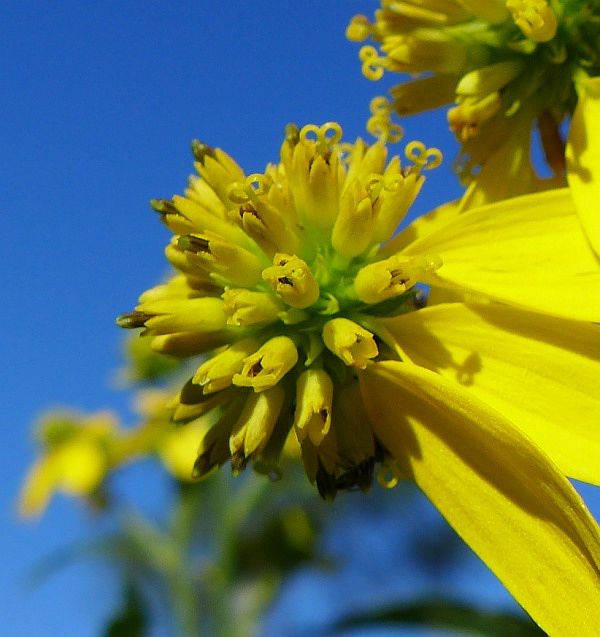 Wingstem flowers, closer and sharper (photo by Kate St. John)