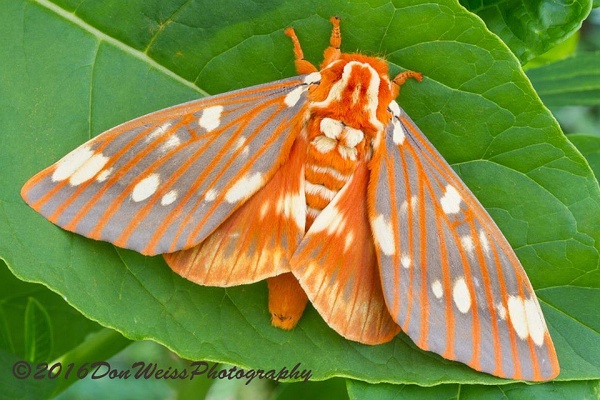 Royal Walnut or Regal Moth (photo by Don Weiss)