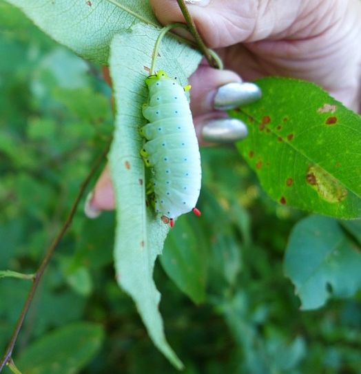 Caterpillar of the Promethea moth, twig held by Ramona Sahni (photo by Kate St. John)