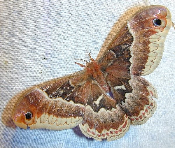 Female Promethea moth (photo from Wikimedia Commons)